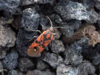 Bodemwantsen [Spilostethus]